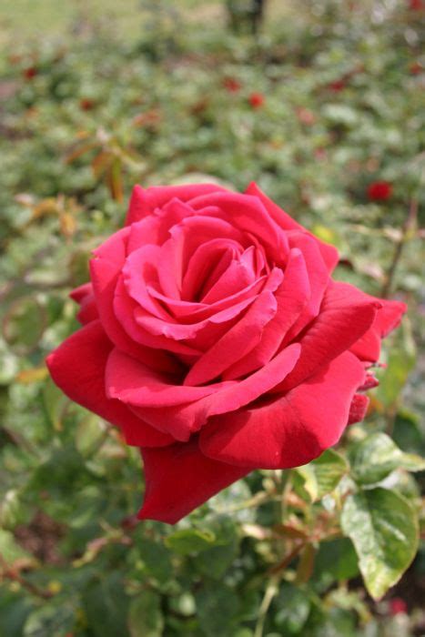 Rosa Loving Memory Andkorgund81and Ht Rose Loving Memory Rosesrhs