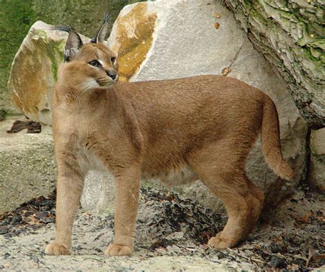 Caracal Wikipedia Sometimes Called A Desert Lynx Though Not Related