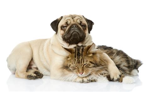 9 Dogs That Get Along With Cats Just Purr Fectly Purewow
