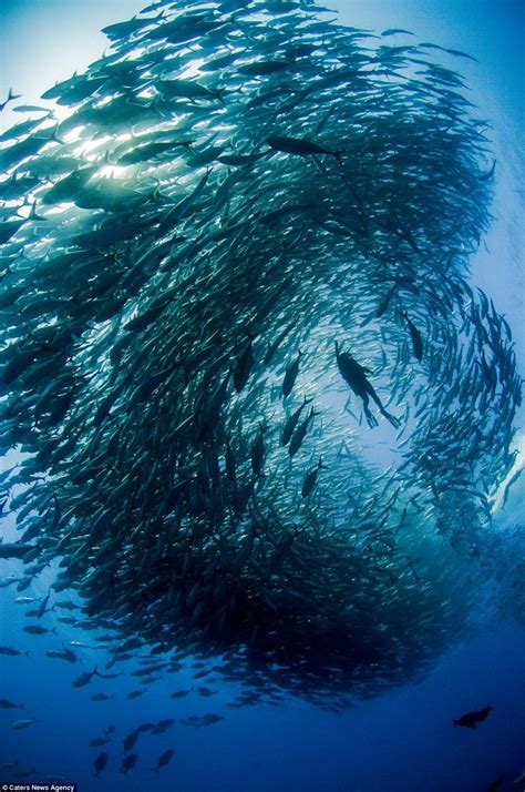 Divers Get Caught In Middle Of Tornado School Of Fish Artofit