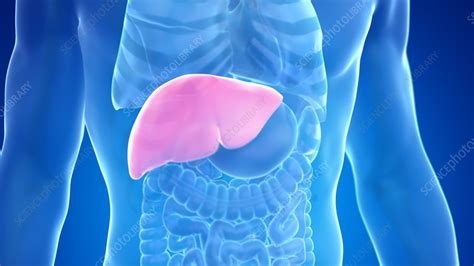 Human Liver Illustration Stock Image F0352567 Science Photo Library
