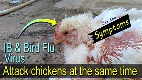 Bird Flu Symptoms In Chickens 鳥 インフルエンザ 症状 Vet Student Vet Tech