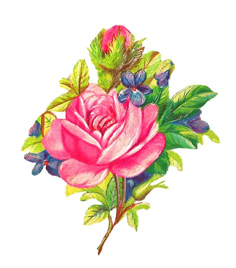 Antique Images Botanical Art Pink Rose Digital Flower Download Clip Art