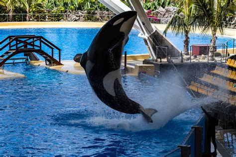Loro park possesses four orca whales in a comparatively recent addition to the attractions. Loro Parque 2011 - Dia-Faszination-Natur-Kanaren