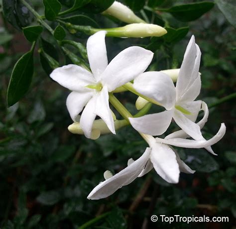 A pictogram is a graphical symbol that can represent a sign, simple instructions or even an idea.in essence, pictograms area concept that has been stripped down to its bare essentials, yet still recognizable as the original idea. Jasminum sp., Dwarf White Jasmine, Jasmine Mini, Baby ...
