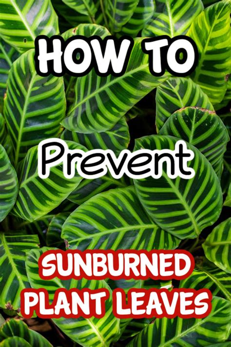 How To Prevent Sunburned Plant Leaves
