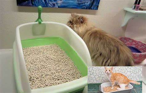 Pine Pellets Cat Litter Box Cat Meme Stock Pictures And Photos