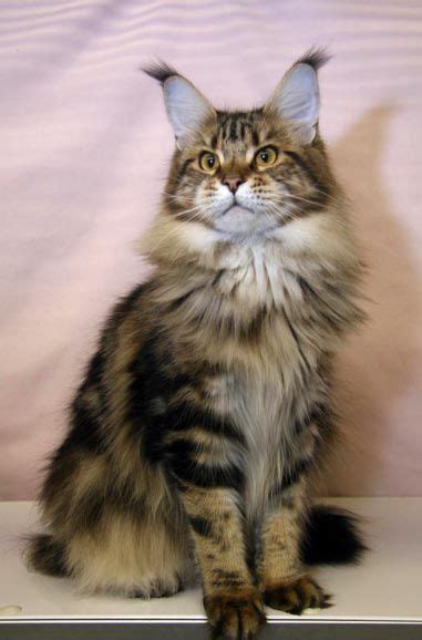 Books and articles dealing with these aspects of the maine coon cat have been well received as people. Pin on Maine Coon Cats