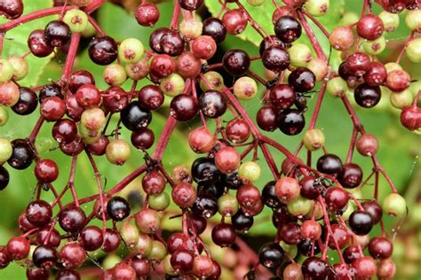 Elderberries Comber Greenway October © Albert Bridge Cc By Sa20