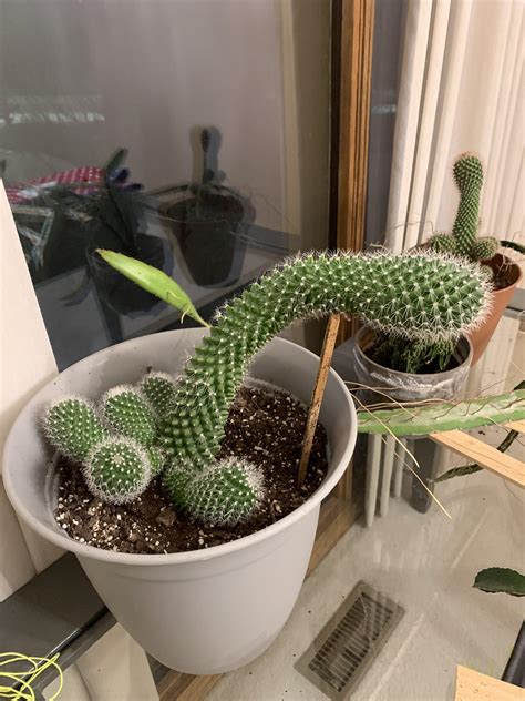 How Do I Care For This Droopy Cactus Rcactus