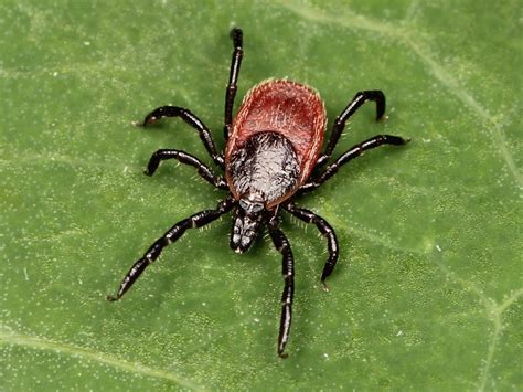 Study Are Ticks Behind A New Virus Infecting People In China Nexus