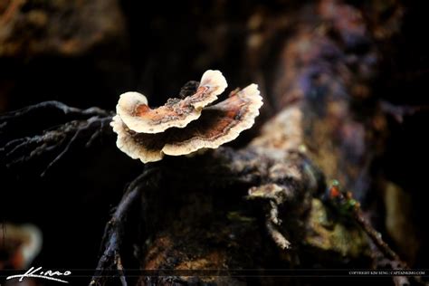 Wild Mushrooms From North Carolina Growing On Log Royal Stock Photo