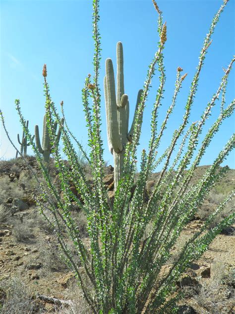 Tucson Arizona Cactus Plants Plants City State