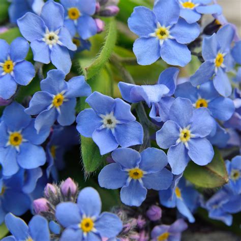 Myosotis Sylvatica Seeds Forget Me Not Ground Cover Seed Forget Me