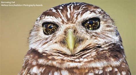 Audubon Society On Twitter Audubon Society Burrowing Owl Owl