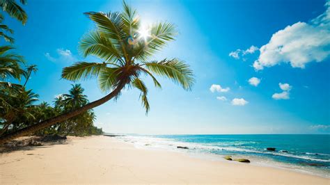 Coconut Tree Beach Coast Tropics Hd Wallpaper