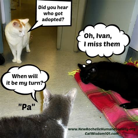 Surprising Adoptions And Meet Snowshoe Cat Kenai Cat Wisdom 101