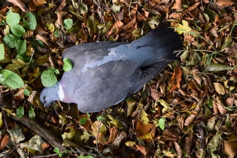 Dead Wood Pigeon Moylagh © Kenneth Allen Geograph Ireland