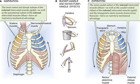 Static Properties Of The Lung Mechanics Of Ventilation The