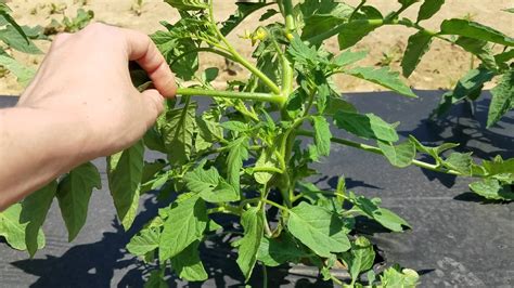 How To Prune Bush Type Or Determinate Tomato Plants Youtube