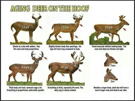 How To Age A Whitetail Buck Deer Hunting Tips Whitetail Deer Hunting