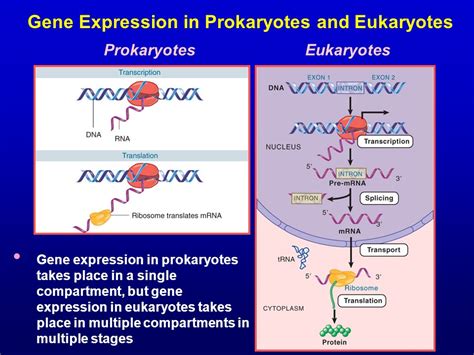 Eukaryotes And Prokaryotes What Are The Similarities Differences And