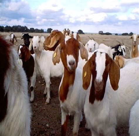 100 Pureblood Pure Bred Alive Boer Goats For Sale Productsnetherlands