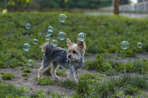 Dog Safe Bubbles Omlet Blog Us