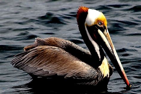 Pelican Male California Coast Wildlife Photography Wildlife