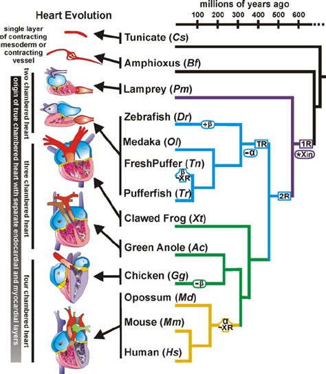 Mammals Evolution Tree Pets Lovers
