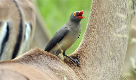 Oxpecker Facts Information And Video Learn More About The African Wildlife
