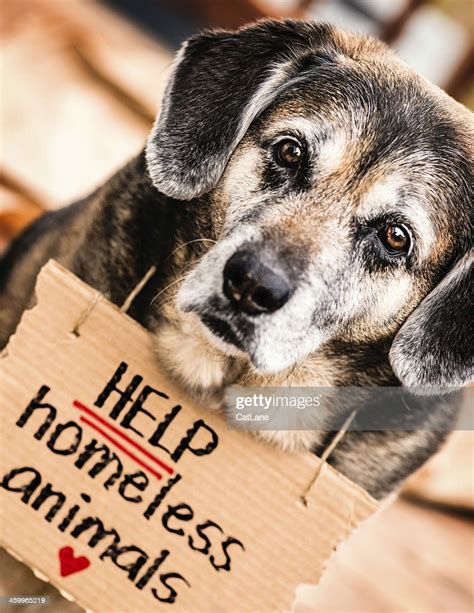 Help Homeless Animals High Res Stock Photo Getty Images
