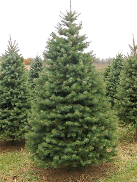 17 Best Images About Evergreen Tree Possibilities On