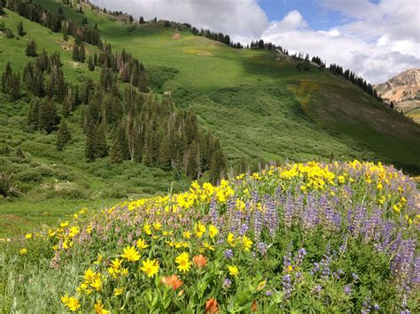 Wildflowers Albion Basin Alta Utah Dream Vacations Wild Flowers