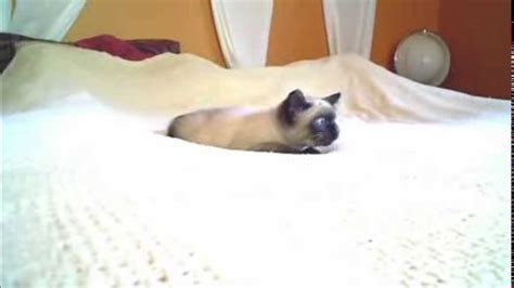 Siamese Kitten Gets Crazy Eyes Youtube