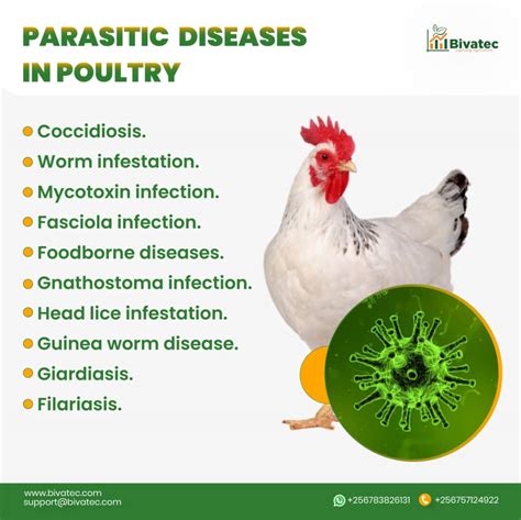 Understanding The Types And Symptoms Of Parasitic Diseases In Poultry