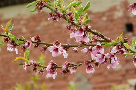 Pêche Prunus Persica Arbres Photo Gratuite Sur Pixabay Pixabay