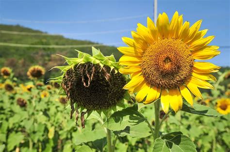 Why Are My Sunflowers Dying 7 Possible Causes To Consider The