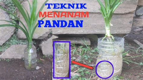 Tanaman herbal wadah perlu sering disiram, terutama pada musim panas karena tanaman dalam pot lebih cepat kering dibandingkan di tanah. cara menanam daun pandan di air_tanaman herbal - YouTube