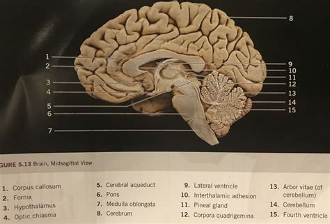 Human Brain Midsagittal Diagram Quizlet