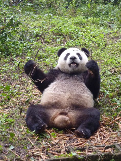 My Plan For Saving The Endangered Giant Panda