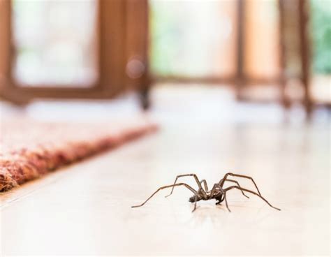 Sus hábitos y su alimentación natural resultan excelentes aliados en el control de insectos y plagas. ¿Cómo evitar tener arañas en casa? | Me lo dijo Lola