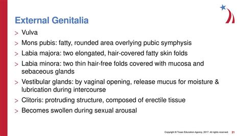 Reproductive System Anatomy Of The Male And Female Reproductive Systems Ppt Download