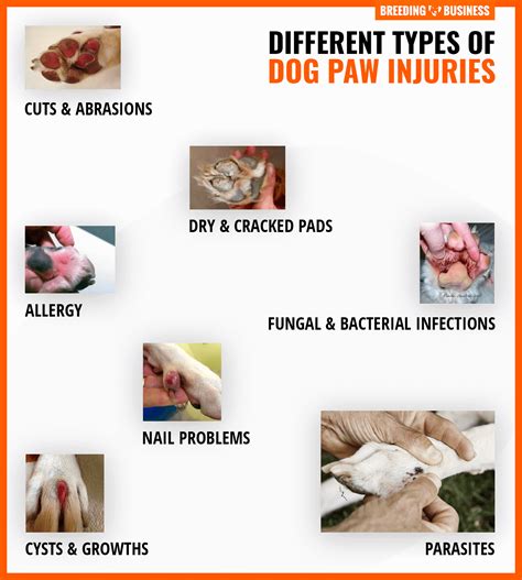 Dog Paw Injuries Different Types Infections Treatments And Prevention