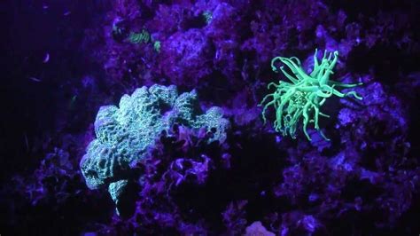 Underwater Kinetics New Underwater Uv Light On Night Dive Youtube