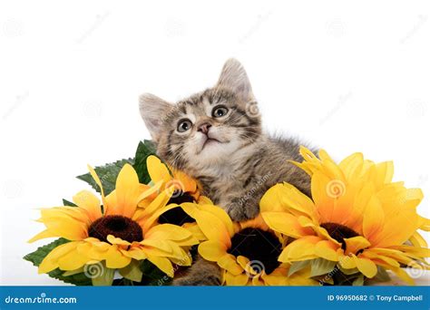 Cute Tabby Kitten Wiht Sunflowers Stock Photo Image Of Single Cute