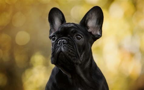 1080p Free Download French Bulldog Black Puppy Cute Animals Small