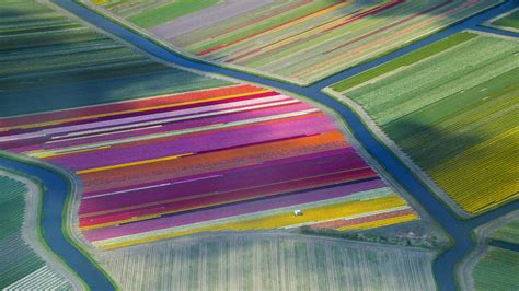 Dutch Tulip Fields In The Duin En Bollenstreek Region For The