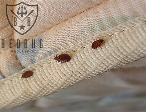 What You Must Know About Dust Mites Bed Bugs And Allergens Bed Bugs