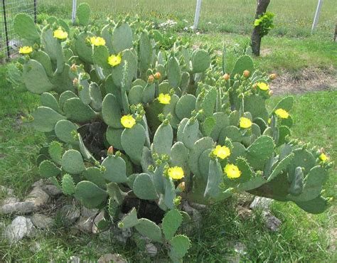 Trying to make a cactus grow bigger/taller/fatter faster is not a good idea. Spineless Pricklypear, OPUNTIA ELLISIANA